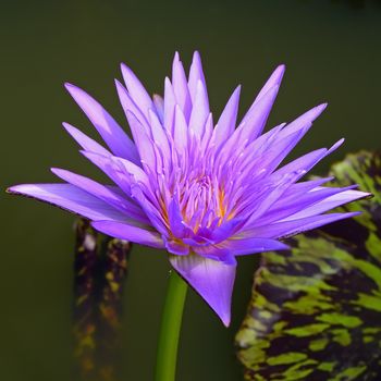 Colorful of purple waterlily