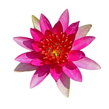 Beautiful red waterlily, isolated on a white background