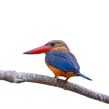 Beautiful Kingfisher bird, Stork-billed Kingfisher (Halcyon capensis), standing on a branch, back profile, isolated on a white background