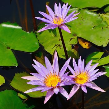 Groups of purple waterlily on the pond, closeup