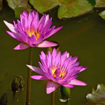 Beautiful of two pink waterlily