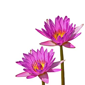 Beautiful of two pink waterlily, isolated on a white background