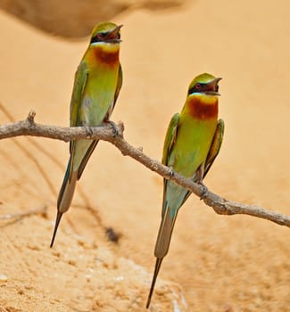 Beautiful Bee-eater bird, Blue-tailed Bee-eater (Merops philippinus) , breast profile, standing on a branch