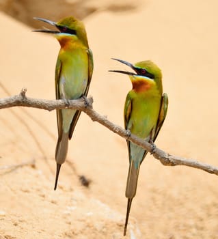 Colorful Bee-eater bird, Blue-tailed Bee-eater (Merops philippinus) , breast profile, standing on a branch