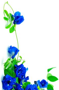 Climber flower, Butterfly Pea, Pigeon Wings, Blue Pea, isolated on a white background