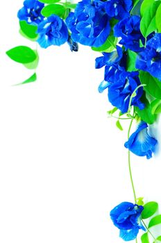 Climber flower, Butterfly Pea isolated on a white background 