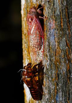 Closeup a husk and mature of cicada, hanging onto a tree branch 