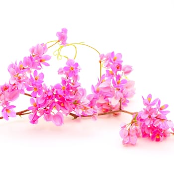 Summer blossom flower, beautiful Antigonon leptopus or Pink Coral Vine isolated on a white background