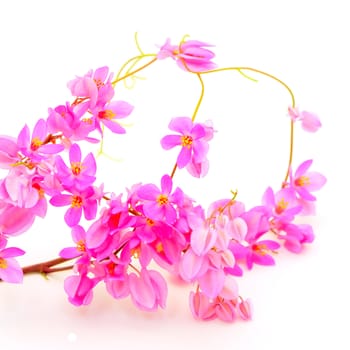 Summer flower, colorful Antigonon leptopus or Pink Coral Vine isolated on a white background
