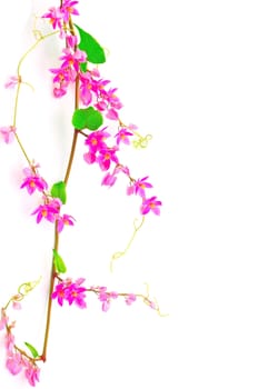 Blossom flower of Antigonon leptopus or Pink Coral Vine isolated on a white background