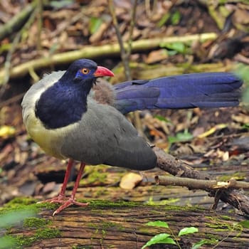 Ground-Cuckoo bird, Coral-billed Ground-Cuckoo (Carp ococcyx renauldi), standing on the log, breast profile