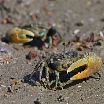 A two male Fiddler crab on a sandy beach