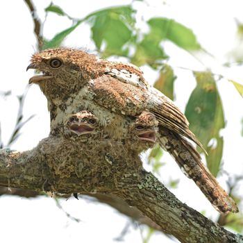 Colorful Frogmouth bird, Hodgson Frogmouth bird, the bird that you must see before you die, with its  two juvenile chicks in the nest , taken in Thailand, during the day this duty responsibility with male