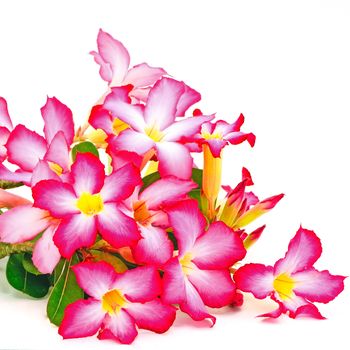 Summer blossom of Impala Lily, a beautiful red flower isolated on a white background