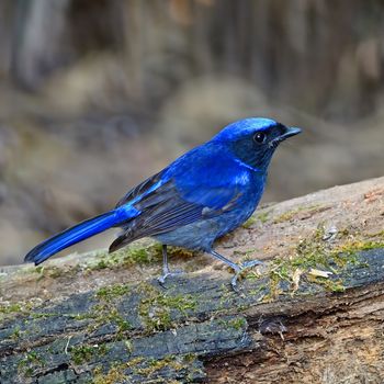 Beautiful blue bird, male Large Niltava (Niltava grandis) on the log