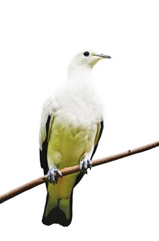 Beautiful white bird, Pied Imperial Pigeon (Ducula bicolor) on a branch, isolated on a white background