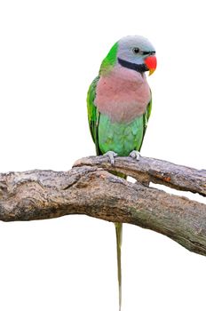 Beautiful Parakeet bird, Red-breasted Parakeet (Psittacula alexandri), breasted profile, isolated on a white background