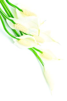 Spathiphyllum flower isolated on a white background 