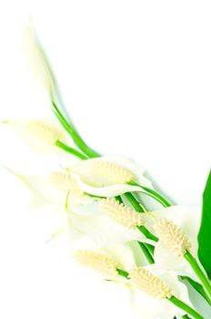 Tropical flower, Fragrant Spathiphyllum isolated on a white background