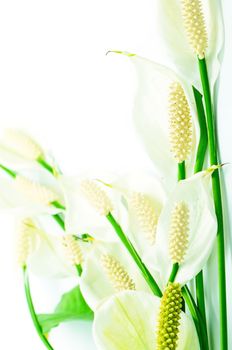 Beautiful white flower, Fragrant Spathiphyllum isolated on a white background