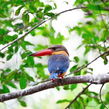 Beautiful Kingfisher bird, Stork-billed Kingfisher (Halcyon capensis), standing on a branch