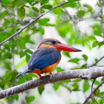 Beautiful Kingfisher bird, Stork-billed Kingfisher (Halcyon capensis), standing on a branch, back profile