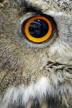 Eye of Eurasian Eagle Owl