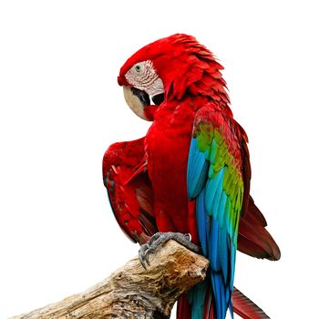 Colorful Greenwinged Macaw aviary, isolated on a white background