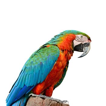 Colorful Harlequin Macaw aviary, isolated on a white background