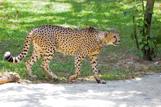 Wild Cheetah walking in the wilderness of Tanzania