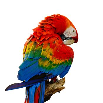 Colorful Scarlet  Macaw aviary, sitting on the log, back profile, isolated on a white background
