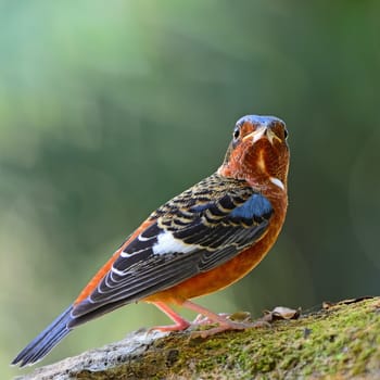 A male White-throated Rock-Thrush (Monticola gularis), side profile