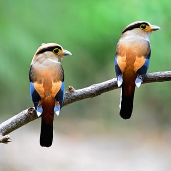 Parents of Silver-breasted Broadbill (Serilophus lunatus), male and female in feeding season, back profile, with the green background 