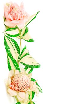 Pink Torch Ginger flower (Etlingera elatior), isolated on a white background