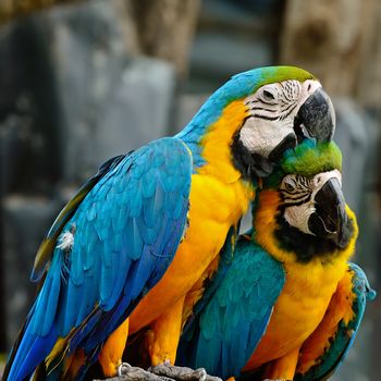 Couple of colorful Blue and Gold Macaw aviary, sitting on the log