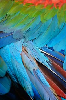 Greenwinged Macaw feathers