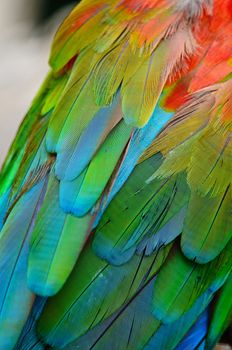 Greenwinged Macaw aviary, isolated on a white background