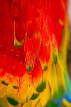 Scarlet Macaw feathers