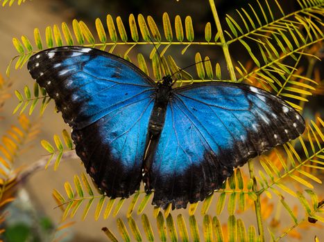 Typical beautiful blue morpho butterfly Morpho butterfly