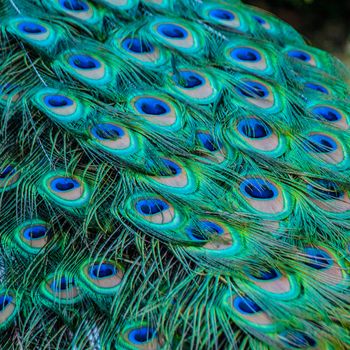 Detail of colored peacock tail