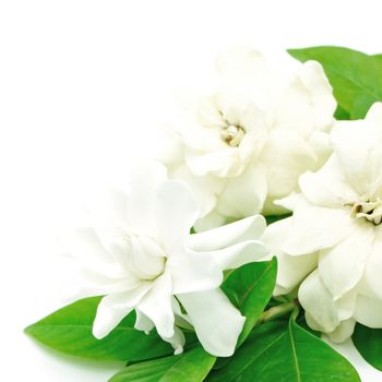 White Gardenia flower or Cape Jasmine (Gardenia jasminoides), isolated on a white background