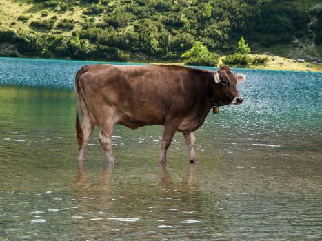 Bathing cow in Tirol Alps (Austria)