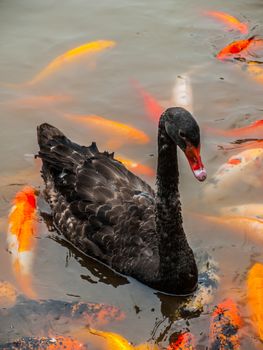 Black swan in the pond (Sichuan, China)