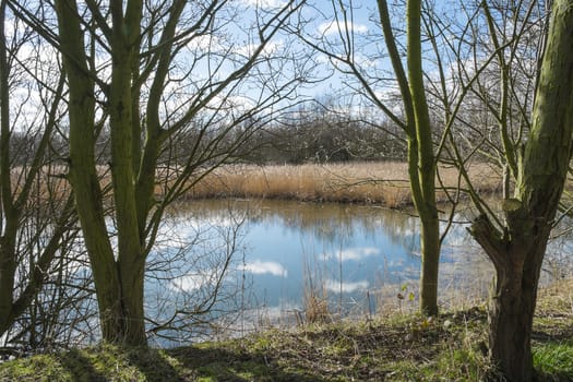 landscape view of treelined lake