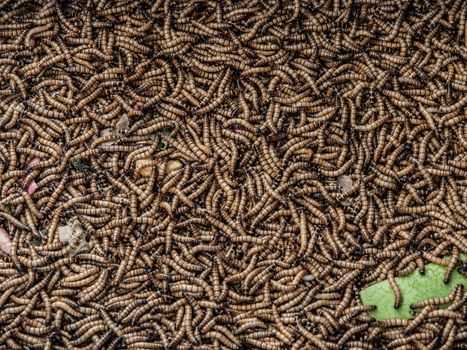 Worms in animal market (Kunming, Yunnan, China)