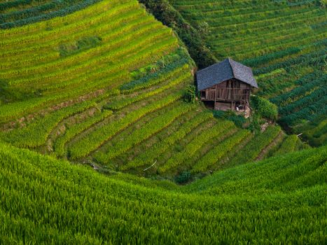 Rice terraces in autumn time (Ping'an, Guangxi, China)