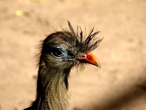 Head of seriema bird