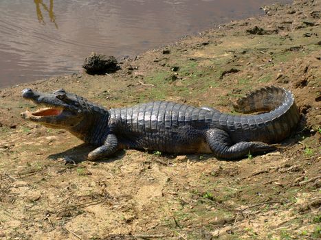 Aligator on the river bank