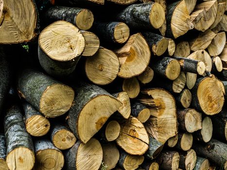 Beech wood logs background in the forest