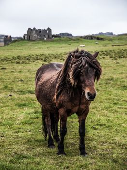 Typical domesticated horse in Iceland